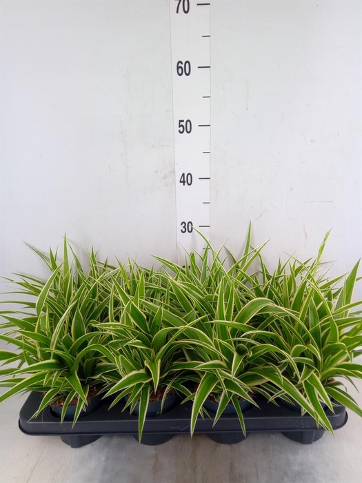 <h4>Chlorophytum com. 'Ocean'</h4>