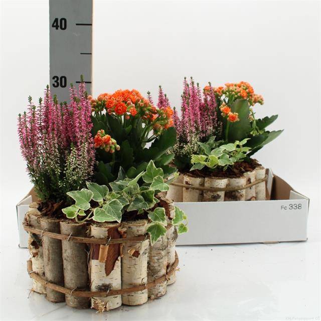 <h4>ARR TUINPLANTEN</h4>