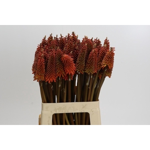 Kniphofia Alcazar