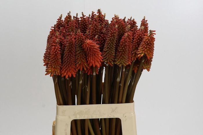<h4>Kniphofia Alcazar</h4>