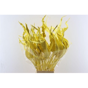 Dried Strelitziablad Geel P Stem