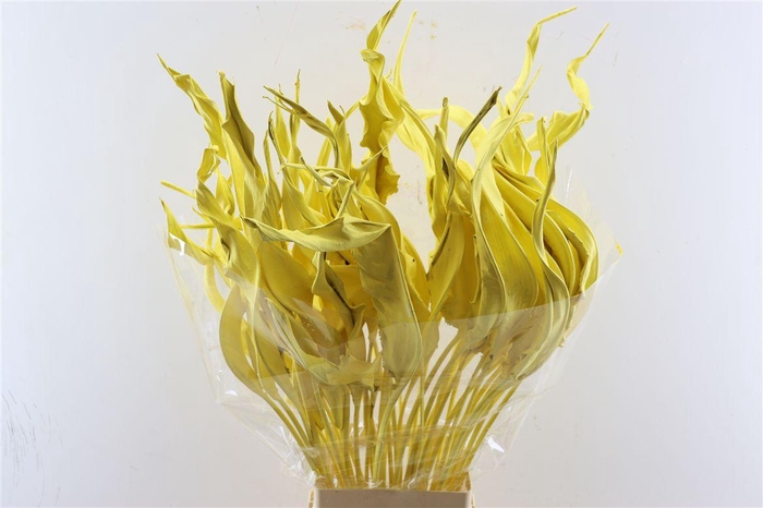 Dried Strelitziablad Geel P Stem