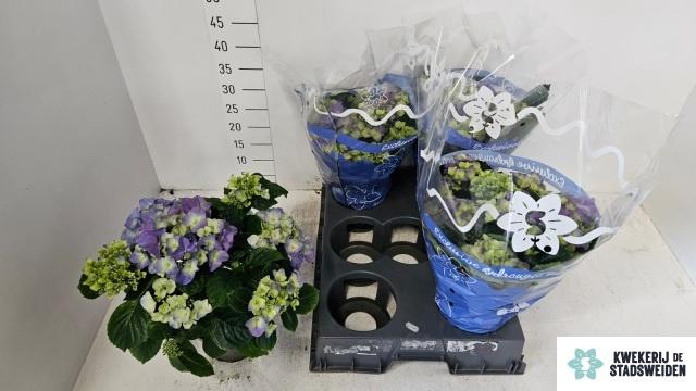 <h4>HYDR M EARLY BLUE</h4>