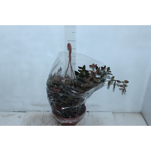 COLUMNEA PEIXINHO C21