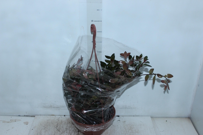 <h4>COLUMNEA PEIXINHO C21</h4>