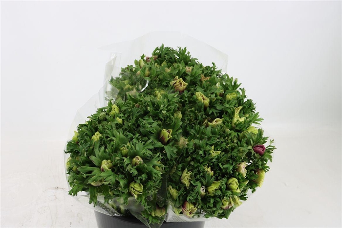 <h4>Anem Rainbow Happy</h4>