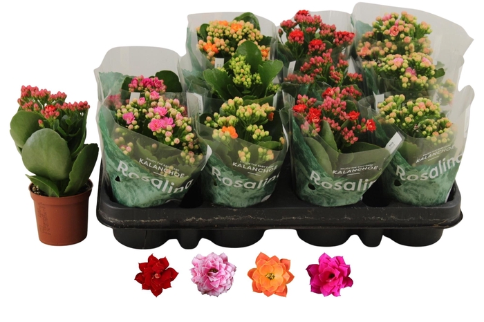 <h4>KAL GE RO GEM 4 KL</h4>