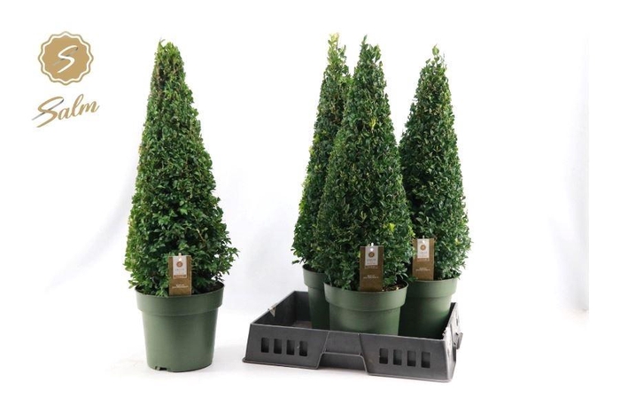 <h4>BUXU SEMPERVIRENS</h4>