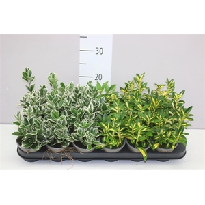 Euonymus Jap Gemengd