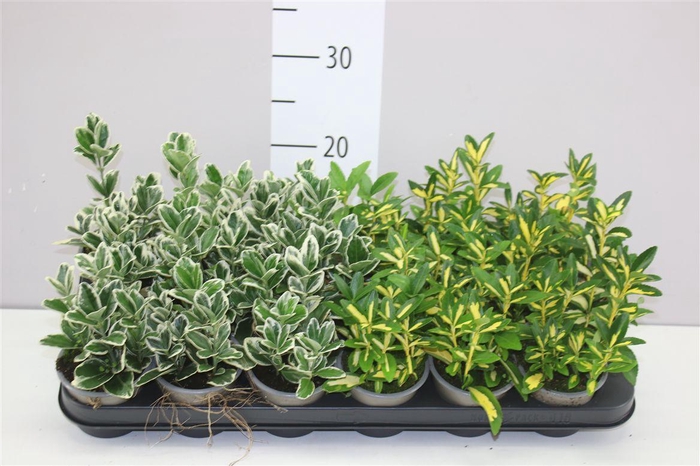 <h4>Euonymus Jap Gemengd</h4>