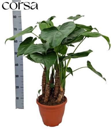 <h4>Alocasia cucullata</h4>