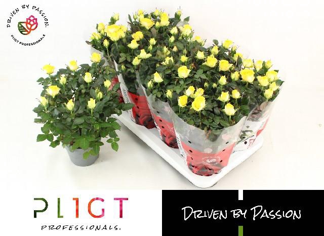 <h4>RO LOVE FOR YELLOW</h4>