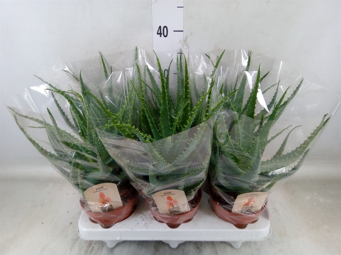 <h4>Aloe arborescens</h4>