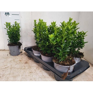 EUONYMUS JA GR SPIRE