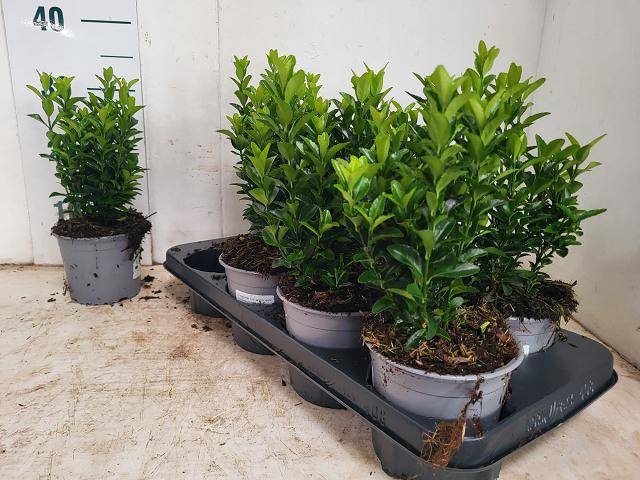 <h4>EUONYMUS JA GR SPIRE</h4>