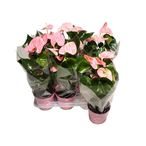 Anthurium XL.61 Sweet Leny 17cm