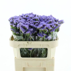 LIM S ARA LAVENDER