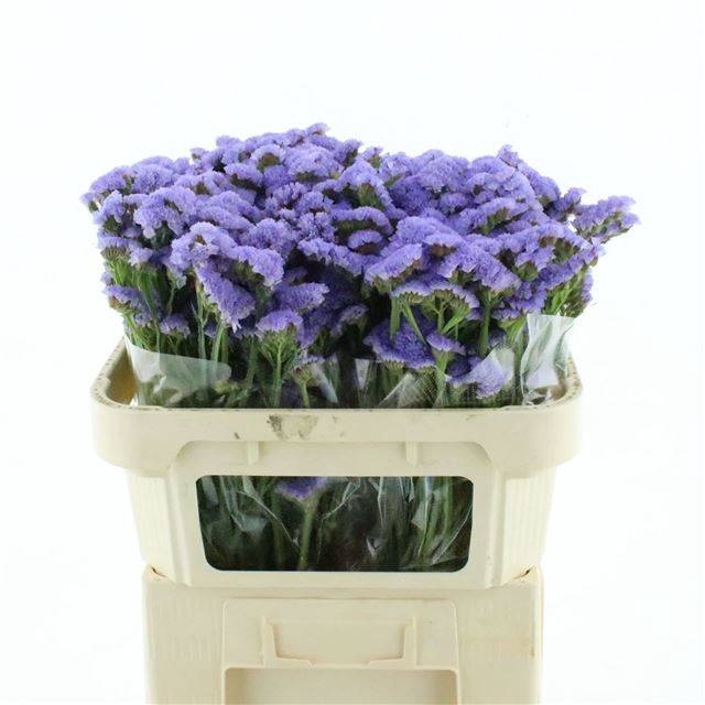 <h4>LIM S ARA LAVENDER</h4>