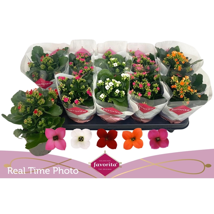 <h4>KAL EN GEM 5 KL</h4>