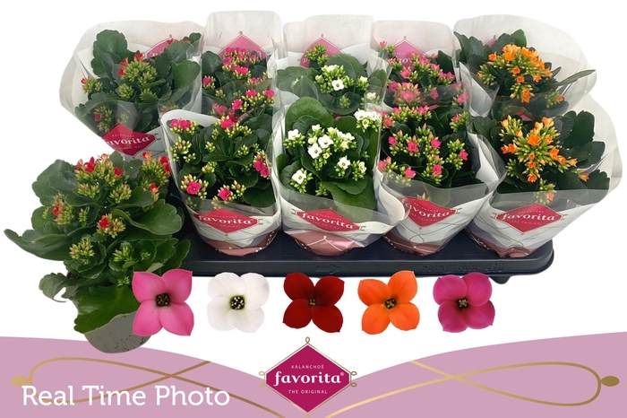 <h4>KAL EN GEM 5 KL</h4>