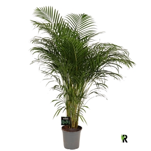 Dypsis lutescens   ...Chrysalidoca