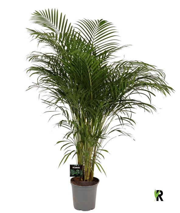 <h4>Dypsis lutescens   ...Chrysalidoca</h4>