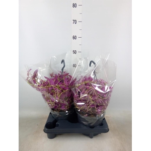 Tradescantia zebr. 'Pink Paradise'