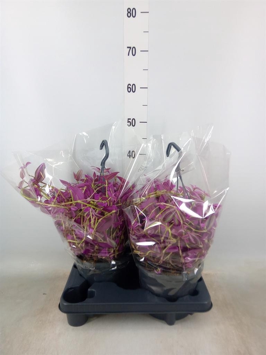 <h4>Tradescantia zebr. 'Pink Paradise'</h4>