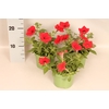 Petunia Red