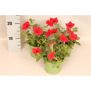 Petunia Red