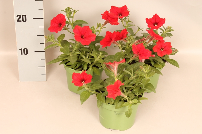 Petunia Red