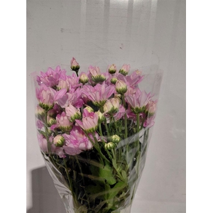 Chr T Baltica Pink