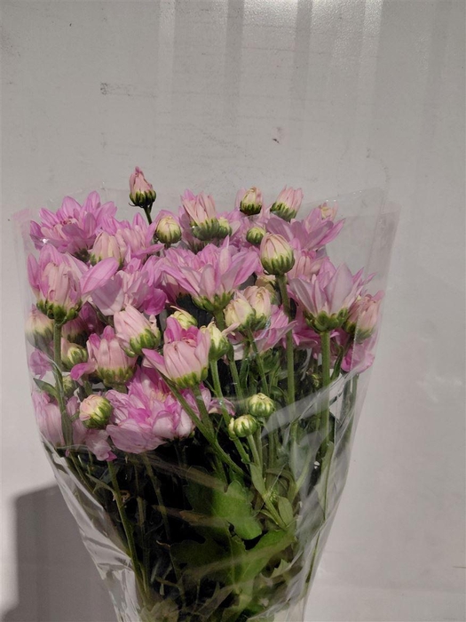 <h4>Chr T Baltica Pink</h4>