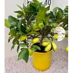 Citrus floridana Limon medi-stem
