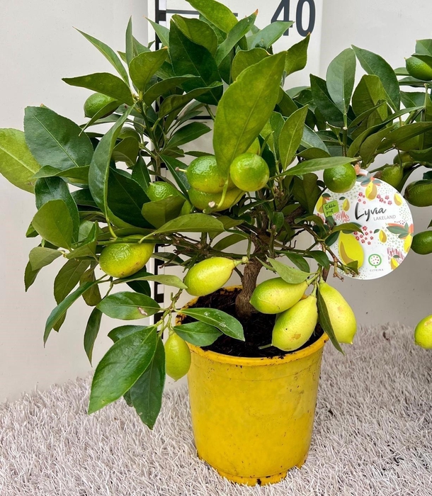 <h4>Citrus floridana Limon medi-stem</h4>