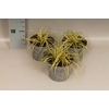 Overig 12 cm Carex hachijoensis Evergold