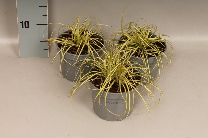 Overig 12 cm Carex hachijoensis Evergold