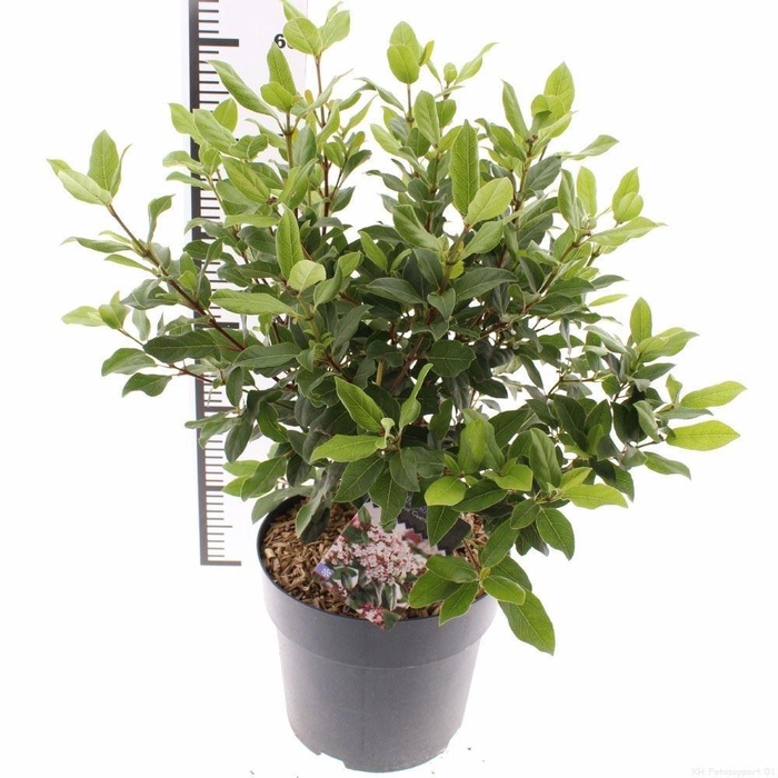 <h4>Viburnum tinus 'Gwenllian'</h4>
