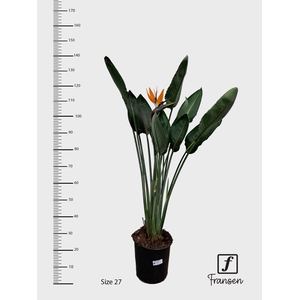 STRELITZIA REGIN BL