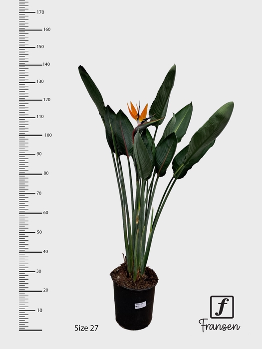 STRELITZIA REGIN BL