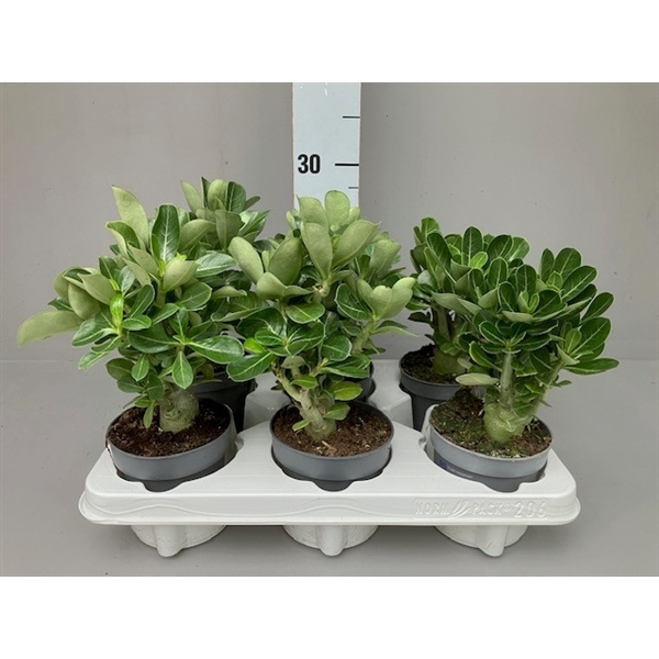 <h4>Adenium obesum</h4>