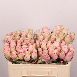 Rosa large pink athena