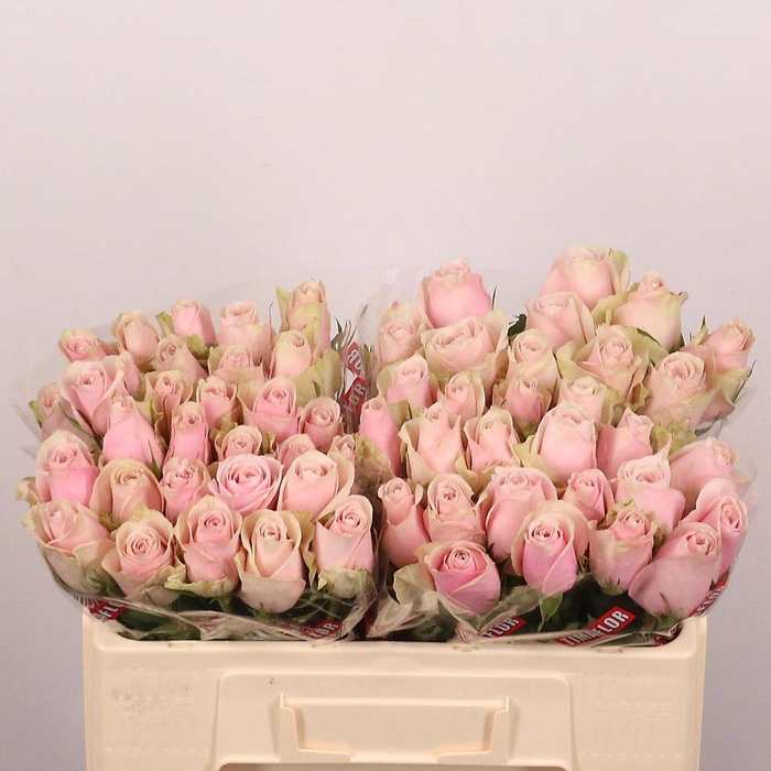 <h4>Rosa large pink athena</h4>