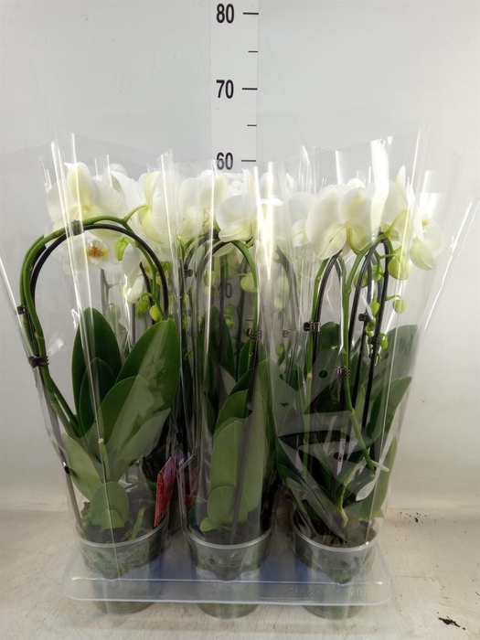 <h4>Phalaenopsis  'Elegant Cascade'</h4>