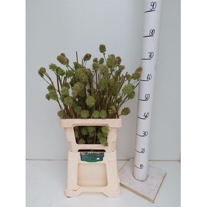 Glycyrrhiza Yunnanensis Zd