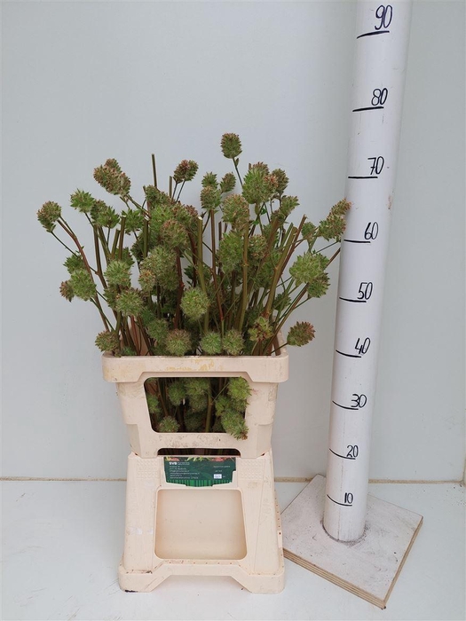 <h4>Glycyrrhiza Yunnanensis Zd</h4>