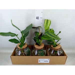Planten  ..mix