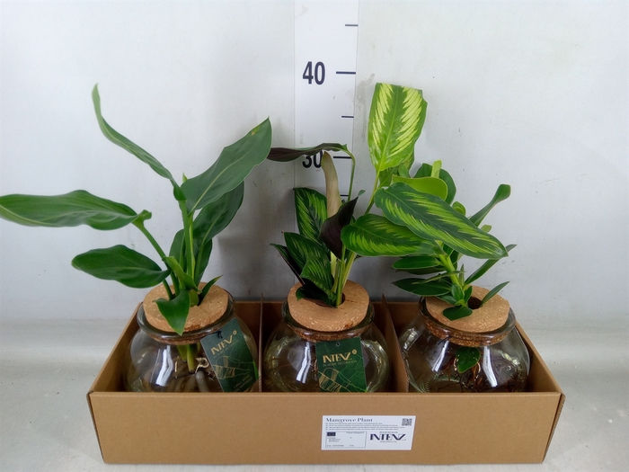 <h4>Planten  ..mix</h4>