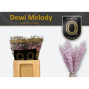 DELPH DU DEW MELODY 60CM X60