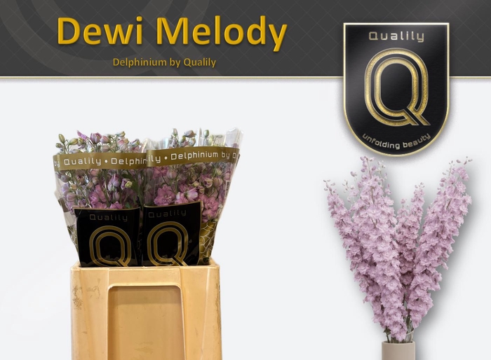 <h4>DELPH DU DEW MELODY 60CM X60</h4>